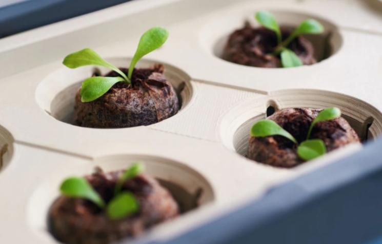 Kokosové tablety v kvetináči